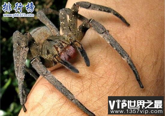世界上最毒的蜘蛛:巴西游走蛛,毒素可导致男性永久阳萎