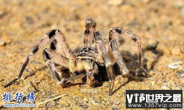 世界上十大最毒的蜘蛛排名 巴西游走蛛可使男人终生阳痿