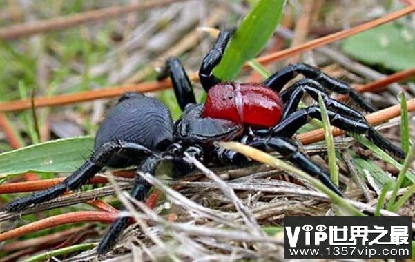世界上十大最毒的蜘蛛排名 巴西游走蛛可使男人终生阳痿