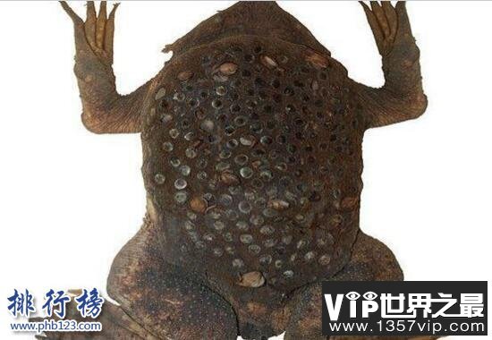 世界上最令人恶心的动物：琵琶蟾蜍,背部长满小孔(图片)