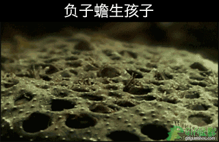 世界上最令人恶心的动物：琵琶蟾蜍,背部长满小孔(图片)
