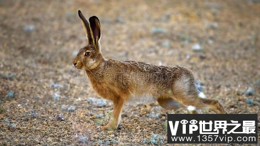 世界上跑的最快的兔子欧洲野兔每秒20米