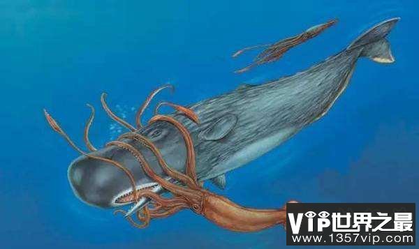 大王酸浆鱿是什么生物?世界上最大的乌贼(体重可达300公斤)