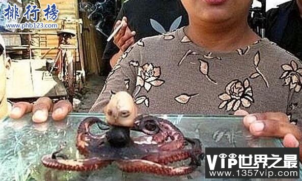 印尼章鱼人是真的吗?人头章鱼竟然发出婴儿啼哭声