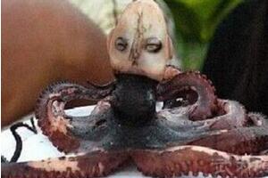 印尼章鱼人是真的吗?人头章鱼竟然发出婴儿啼哭声