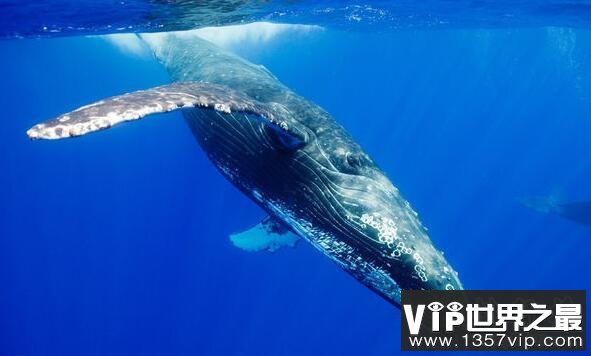 世界上最大的十种鲸鱼：蓝鲸最大 第4种睾丸重500公斤