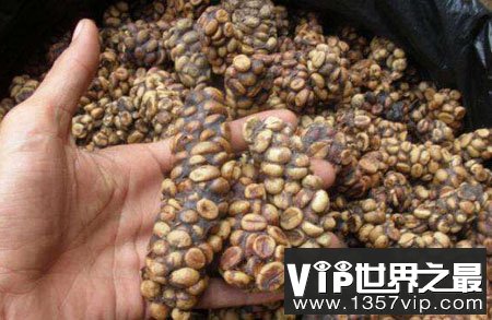 麝香猫咖啡：世界上最稀有的“咖啡”