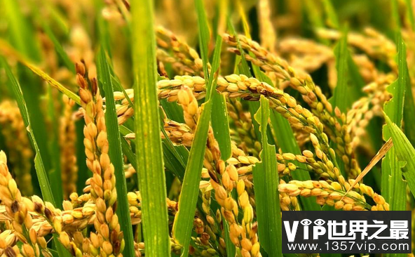 世界上最早种水稻的是哪国？