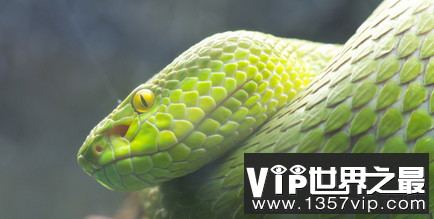 世界上最大的蛇绿巨吉尼斯已经认证了8.9米