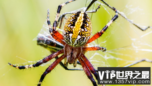 世界上最有毒的十大蜘蛛排在巴西之列