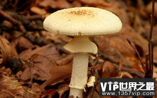 世界上最毒的蘑菇，死亡天使蘑菇