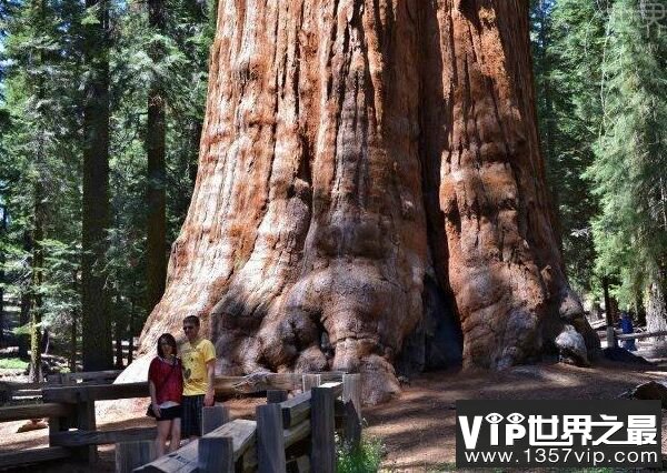 世界上最大的树-雪曼将军树