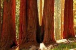 世界上最高的树种 美国红杉平均高度115米