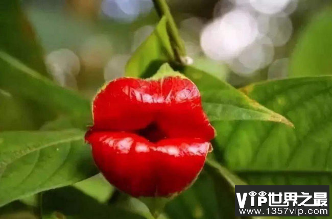 地球上最性感的花朵 嘴唇花让人忍不住想一亲芳泽