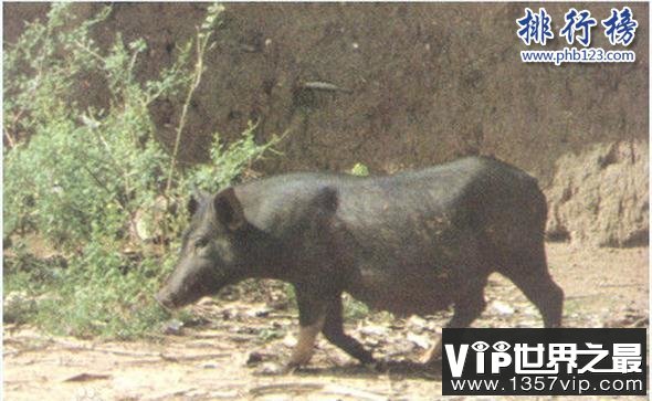 世界上最小的猪：体重不超十斤，体长仅60厘米