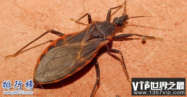 世界上最毒的虫子有哪些？世界十大最毒虫子排行榜