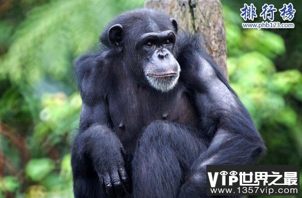 世界上记忆力最好的动物排行榜:黑猩猩记忆力超过大学生