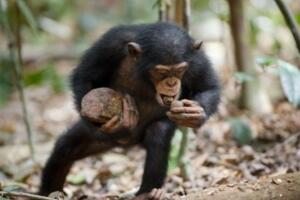 世界上记忆力最好的动物排行榜:黑猩猩记忆力超过大学生