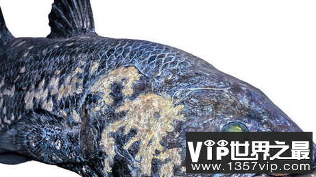 世界上最珍贵的鱼是两栖的祖先