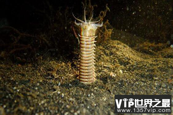 博比特虫体型恐怖，曾被发现3米长的最大博比特虫