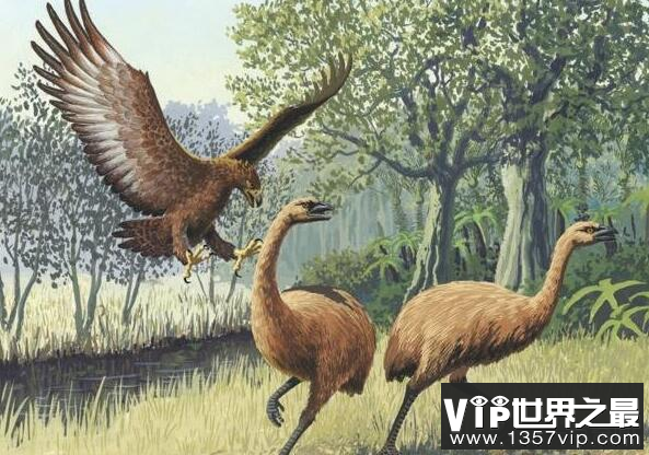 地球史上最大的鹰，哈斯特鹰翼展3.5米