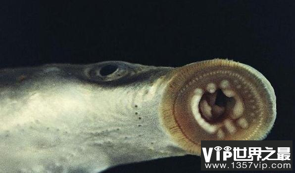 恐怖怪鱼北极七鳃鳗，嗜血刮肉的史前僵尸鱼