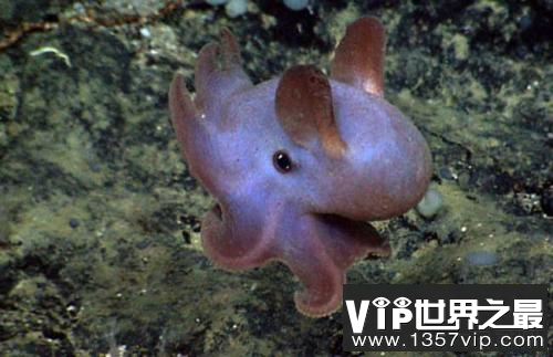 世界上最萌小飞象章鱼 遇到危险会发光章鱼