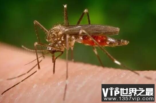 蚊子的寿命有多长，最多可以活四个月