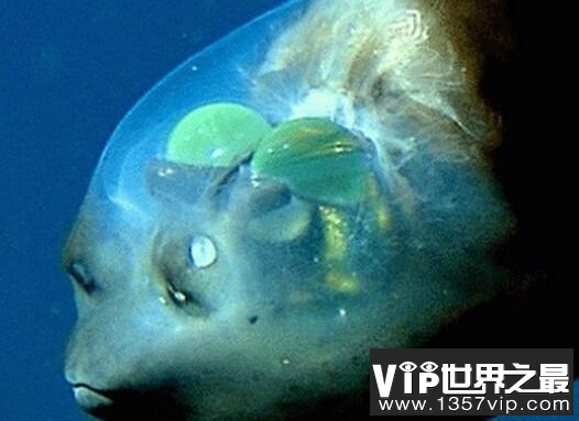 海洋里的秘密你了解?深海中十大最恐怖的生物