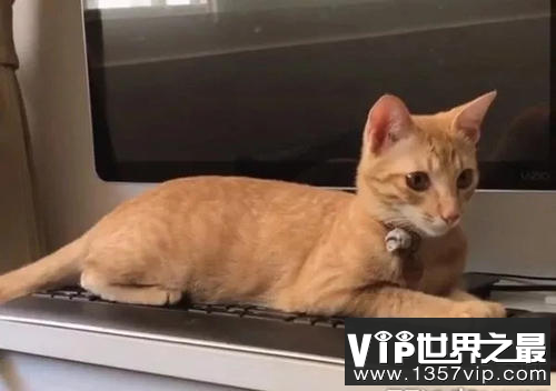 猫想杀主人的几大举动 养猫几大注意事项