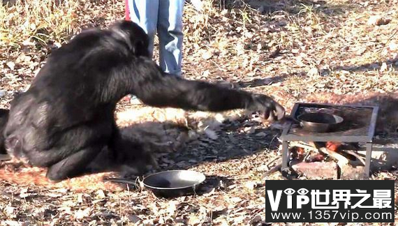 世界上最聪明的黑猩猩 生火做饭了20年
