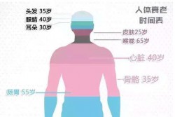 科学家最新发现 人体器官的实际年龄