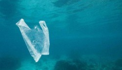 海洋中的微塑料 最终去了哪里？