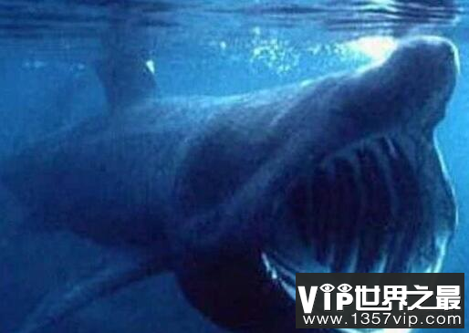 福建惊现深海大嘴怪鱼，竟是罕见巨口鲨鱼