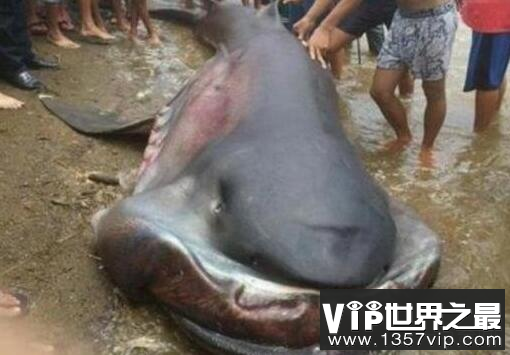 福建惊现深海大嘴怪鱼，竟是罕见巨口鲨鱼