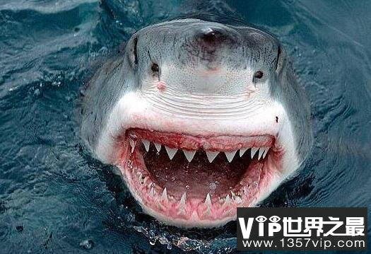世界上牙齿第二多的动物，鲨鱼5000多颗