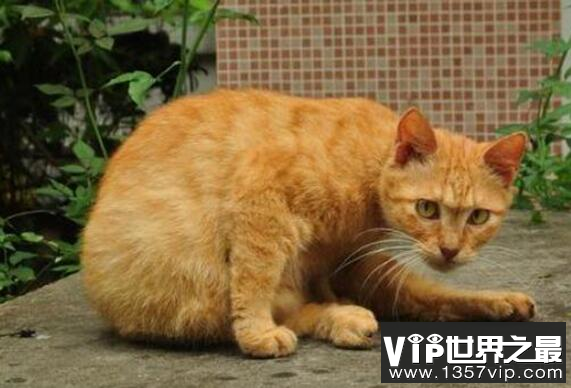 养猫的男人性格特点有哪些?养猫男人比较细腻适合交往