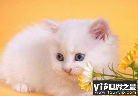 养猫后运气都变好了?猫喜欢靠近有灵气的人