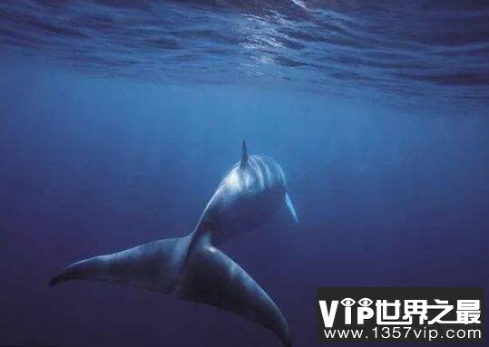 世界上最孤独的鲸鱼：alice鲸鱼还活着吗