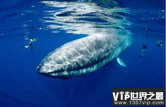 世界上最孤独的鲸鱼：alice鲸鱼还活着吗