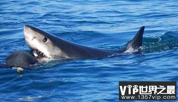 “海洋霸王”虎鲸连大白鲨都不怕，为什么独对人类迷之友好