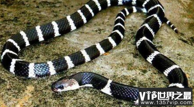 世界上最毒毒蛇排名 眼镜蛇不是最毒的