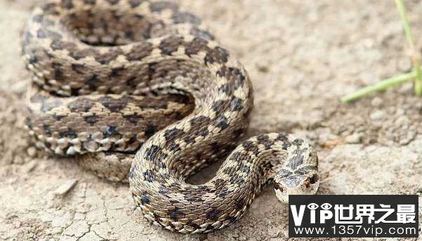 世界上最厉害的毒蛇 最致命的十大毒蛇排行榜