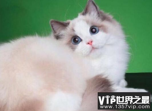 世界上最昂贵的猫 竟然能卖到80万