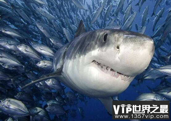 世界上三大可怕的鲨鱼,大白鲨是最恐怖的鲨鱼