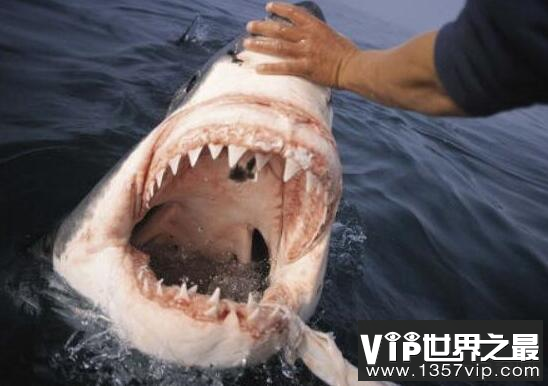 世界上牙齿最硬的动物，鲨鱼