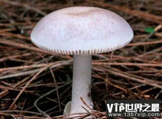 世界上最有毒的蘑菇是无害的,但没有治愈方法