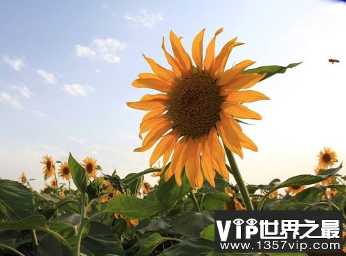 植物幼苗为什么弯向太阳方向