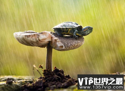 下雨后地上为什么会长出很多蘑菇