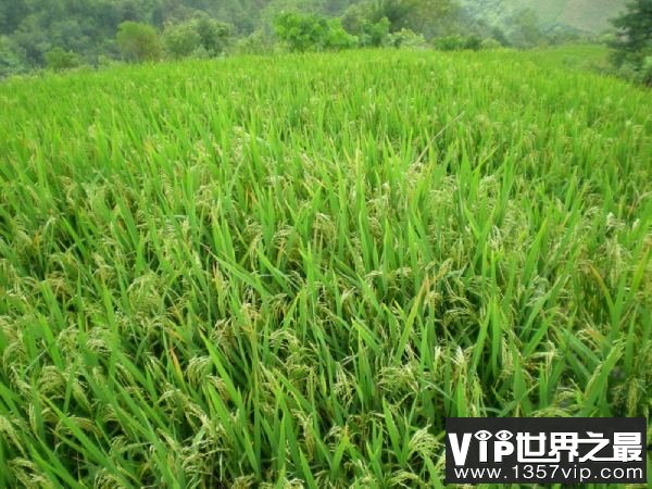 植物也“唠嗑” 它们都聊些什么？